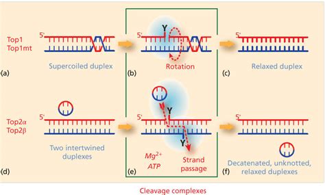 DNA topoisomerase targeting drugs | Oncohema Key