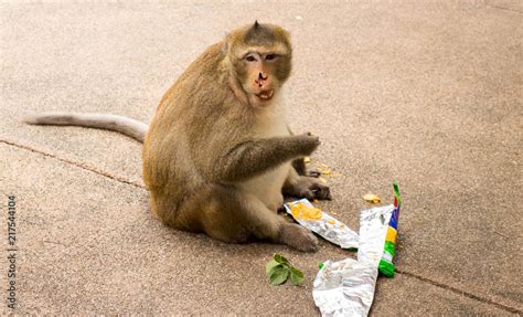 Funny shot of fat monkey who is eating an human snack. Stock Photo ...