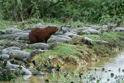 Capybara in its natural habitat : r/pics