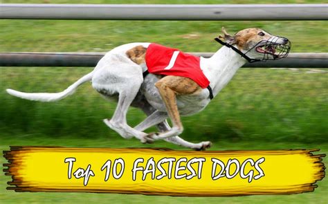 Top 10 fastest dog breeds in the world 2018 - By dogmal