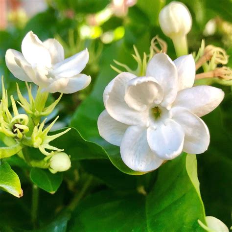 Jasmine Flower Plant - Beautiful Flowers Download