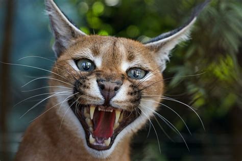 Caracal Cat - Animals Around The Globe