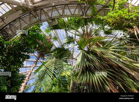 Inside the Palm House, glasshouse in University of Copenhagen Botanical ...