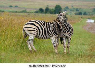 358 Zebra Mating Images, Stock Photos & Vectors | Shutterstock