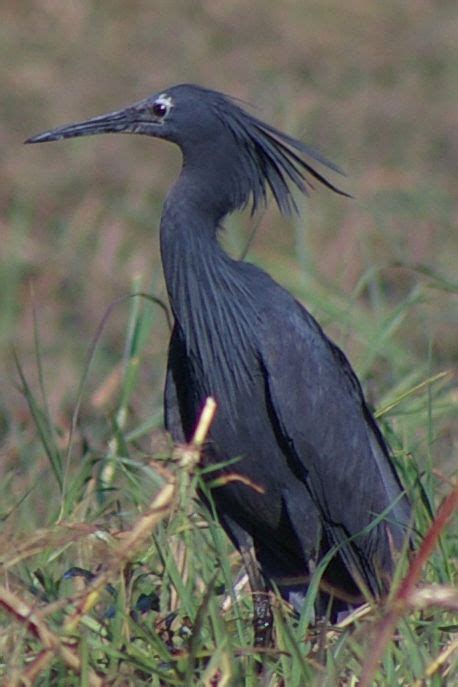 The black heron looks like the bird incarnation of death : r/natureismetal