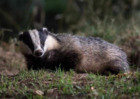 Badger Behavior - AnimalBehaviorCorner