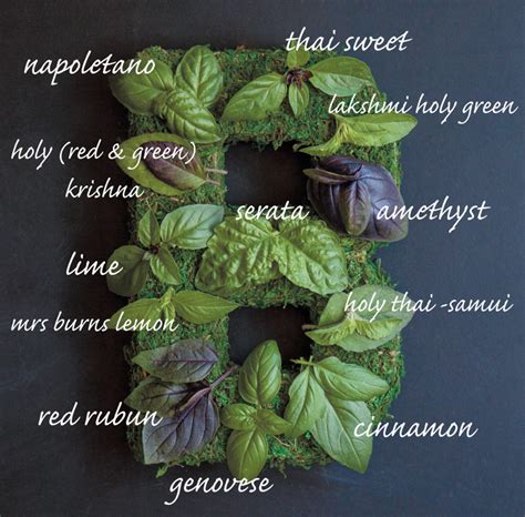 Basil Varieties | Edible Phoenix