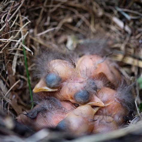 What to do if you find a baby bird? — Kohab