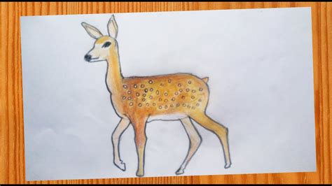 How to Draw a Deer 🦌 Deer Drawing Tutorial 🦌 Deer Drawing Colour - YouTube