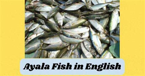 Ayala Fish in English | Tamil Name | Ayala Fish Benefits