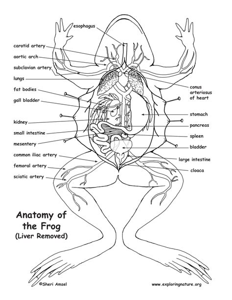 frog anatomy no liver