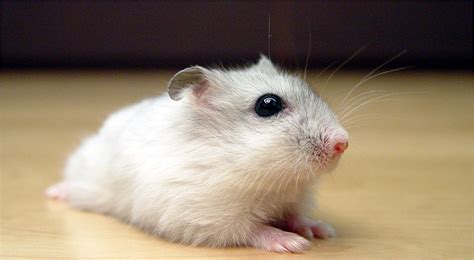 Dwarf Winter White Hamster Colors - Pics about space