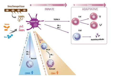 Innate versus Adaptive