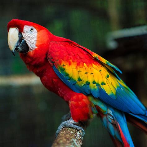 The Scarlet Macaw | by Caribbean Culture and Lifestyle- Belize | Medium