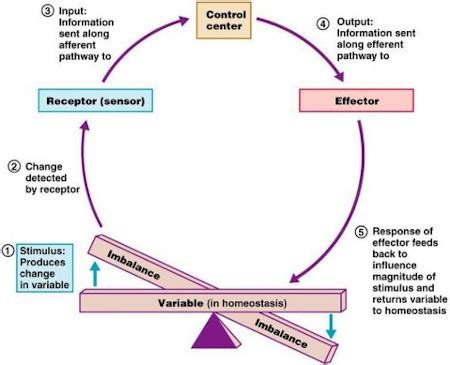 Examine the diagram which illustrates how the body controls homeostasis ...