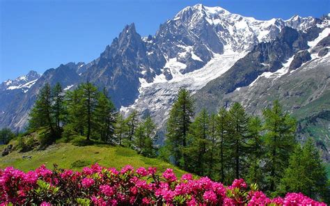 Alps Flowers Wallpapers - Top Free Alps Flowers Backgrounds ...