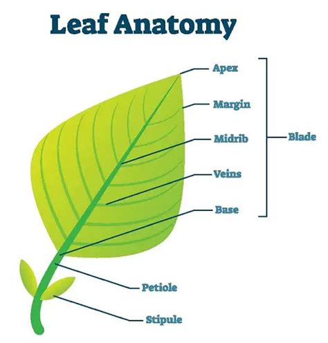 Leaf anatomy | Both Internal and External with Labelled Diagram