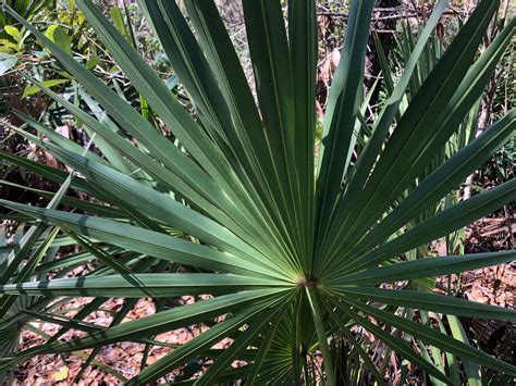 Saw palmetto | Gardening in the Panhandle