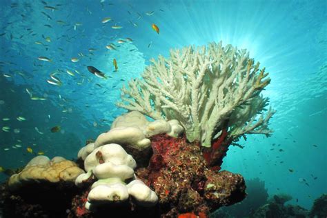 Great Barrier Reef Coral Bleaching update - Bespoke vacations