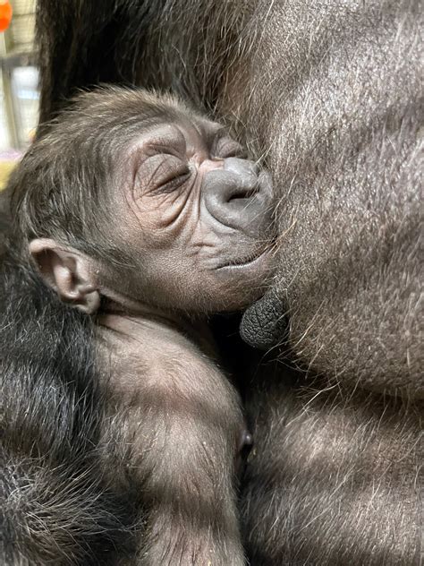 Western Lowland Gorilla Born at the Smithsonian’s National Zoo and ...