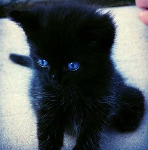 Black Cat With Blue Eyes Names - rtkrockytopkid