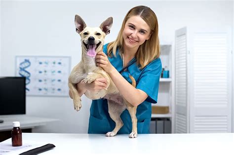 What does a vet do during a routine checkup? | Ambler Vets