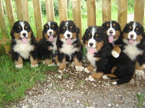 Bouvier Bernois puppies | Sennenhund, Hunde, Berner sennenhund