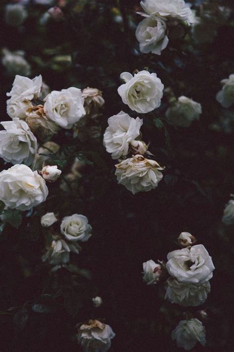 Spellbound deep in my soul, in my soul | Dark flowers, Flower aesthetic ...