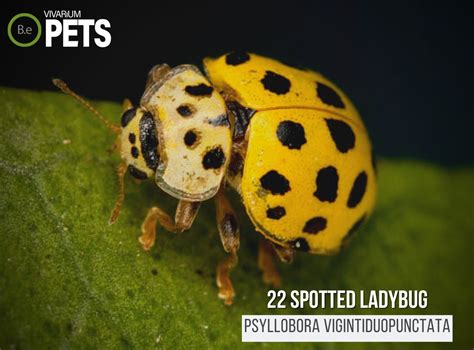 Psyllobora Vigintiduopunctata: The 22-Spot Ladybird Guide