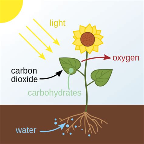 Photosynthesis - Equation, Formula & Products | ChemTalk