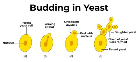 What is Reproduction? Definition, Types & Examples