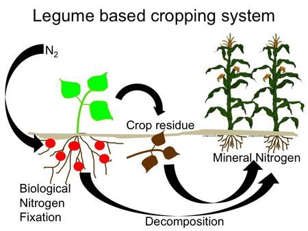 Legume Nitrogen Fixation