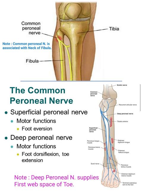 Pin on anatomy