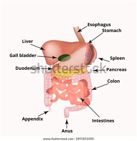 Anatomical Structure Abdominal Organs Spleen Liver Stock Vector ...