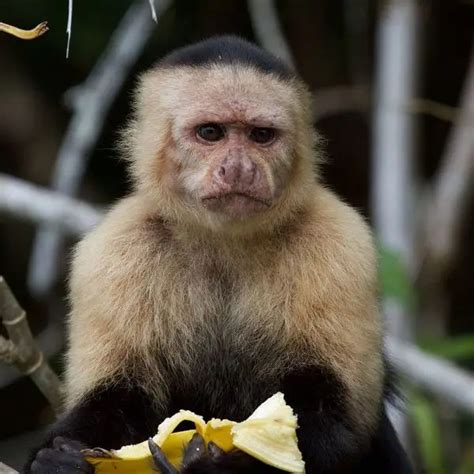 Panamanian White-Faced Capuchin - Facts, Diet, Habitat & Pictures on ...