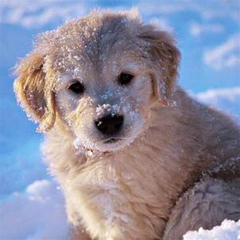 golden retriever puppy in snow | Puppies, Cute baby animals, Golden ...