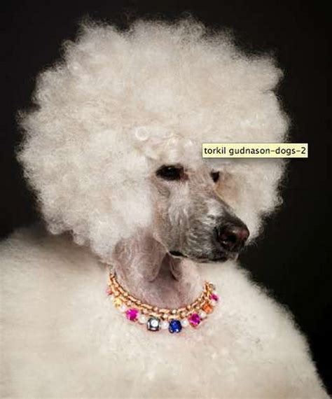 Crazy Dog Hairstyles