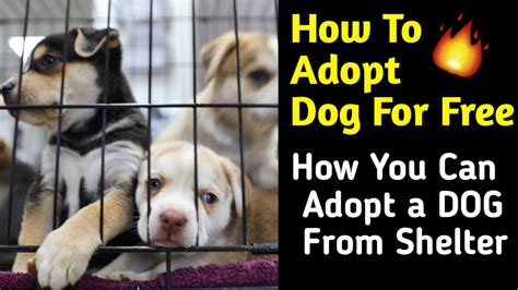 How to adopt dog for free / How You Can Adopt a DOG From Shelter / Help ...