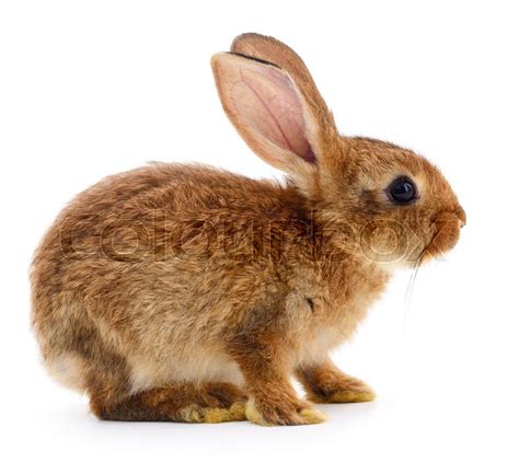 Small brown rabbit isolated on white ... | Stock image | Colourbox