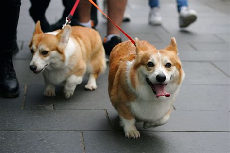 Queen Elizabeth's royal corgis: What will happen to them now ...