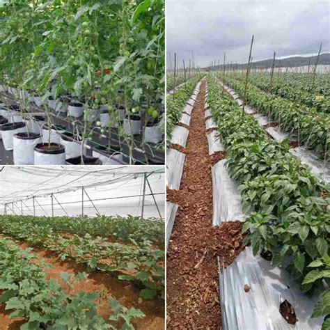 Vegetable Farming Business Plan for High Yield and Profits | Agri Farming