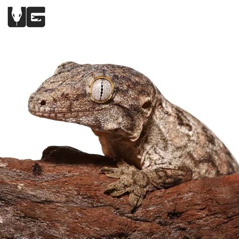 Juvenile GTX Leachianus Geckos (Rhacodactylus leachianus) For Sale ...