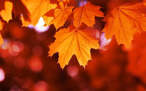 Autumn Colors Windows 10 Theme | Free Wallpaper Themes