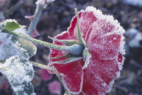 Here's How to Protect Your Roses From Harsh Winter Weather | Hybrid tea ...