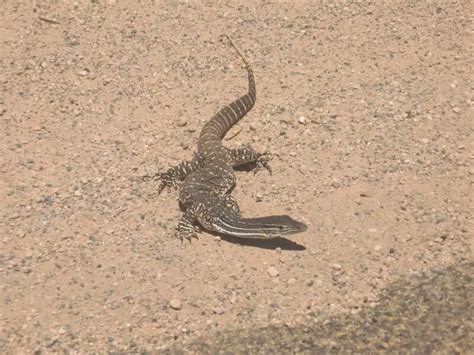 Sand goanna - Facts, Diet, Habitat & Pictures on Animalia.bio