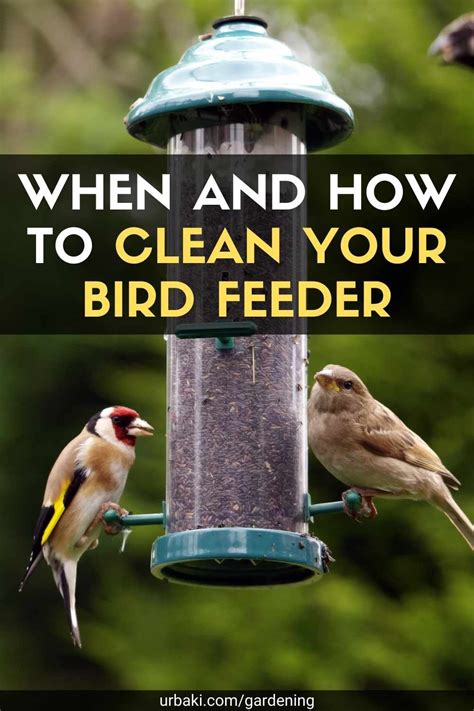 When and How to Clean Your Bird Feeder | Bird feeders, Backyard birds ...