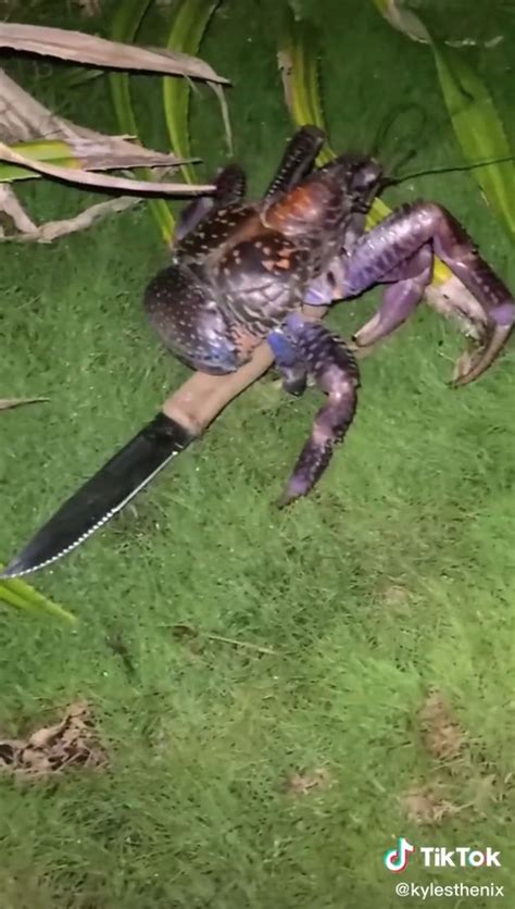 Camper awakes to knife-carrying killer crab at tent: video