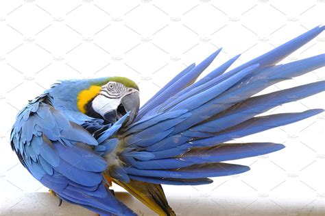 Blue and gold macaw featuring macaw, bird, and save the earth | Animal ...