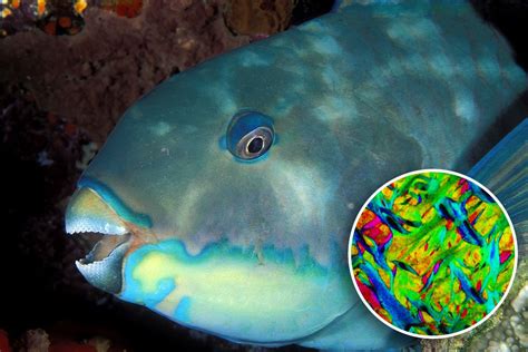 Humans Have Cracked the Secrets of Uncrackable Parrotfish Teeth | Live ...