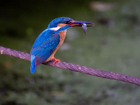 Common Kingfisher | Bubo Birding